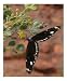 Pilbara Butterfly Emerging Artists Photographic Poster Print by Wild Inspirations, 16x20