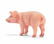 Piglet standing