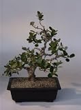 Green Emerald Ficus Bonsai Tree.(ficus microcarpa)