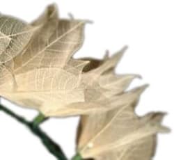 White Leaf Flower Strings Party Lights From Real Bodhi Tree Leaves 35/set