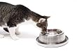 FrostyBowlz® 14 Oz. Chilled Cat & Toy Dog Bowl