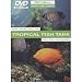 Drew's Famous Sights & Sounds: Tropical Fish Tank