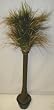 66" Onion Grass Tree