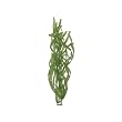 Tetra 19119 Water Wonders Fresh Water Plant Corkscrew Val, 9-Inch