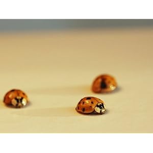 Multi-Colored Asian Lady Beetles Photographic Poster Print