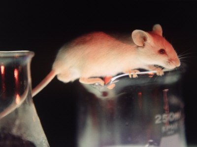 Lab Mouse on Beaker Premium Photographic Poster Print by Jacob Halaska, 64x48