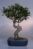 Ficus Retusa Bonsai Tree.(ficus retusa)