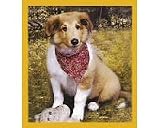 Collie Puppy