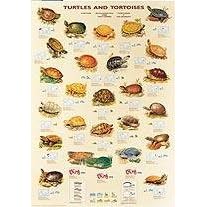 SciEd Turtles and Tortoises SciEd Turtles and Tortoises