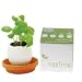 Kitchen & Housewares : mint eggling
