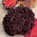 Outdoor Living : Lettuce Lollo Rossa Seeds (1 Pkt - 500 seeds)