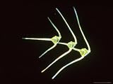 Dinoflagellates, Ceratium Sp Photos To Go Collection Photographic Poster Print by Oxford Scientific, 16x12