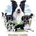 Border Collie Adult Sweatshirt