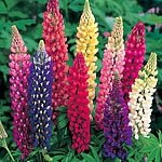 SUTTONS SEEDS: Lupin Russell Mix Seeds (50 seeds)