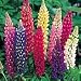 SUTTONS SEEDS: Lupin Russell Mix Seeds (50 seeds)