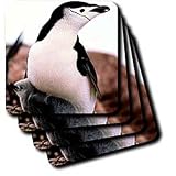 Birds - Chinstrap Penguin - Coasters