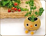 BASIL Taterpot Shorty - Herb Plant by noted