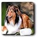 Dogs Rough Collie - Rough Collie - Mouse Pads