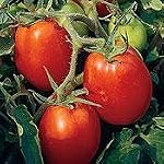 Roma Tomato Seeds - GARDEN FRESH PACK!