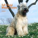 Soft Coated Wheaten Terriers 2009 Wall Calendar