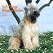   - Soft Coated Wheaten Terriers 2009 Wall Calendar