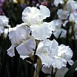 'Immortality' Bearded Iris - Pure White - Potted