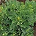 SUTTONS SEEDS: Broccoli White Sprouting Seeds (350 seeds)
