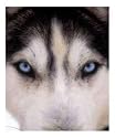 Focus - Husky Eyes Photographic Poster Print by AdventureArt, 16x20
