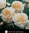 Lichfield Angel English Rose Bush Five Gallon Plant