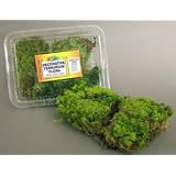Nature Zone Frog Mood Moss