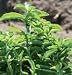 David's Organic Non-Hybrid Herb Stevia (Stevia rebaudiana) 20 Seeds per Packet