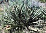 Yucca filamentosa: Adams Needle Seeds