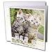 Cats - Two Kittens - Greeting Cards-12 Greeting Cards with envelopes