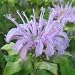 Monarda fistulosa (Wild Bergamot) - Bulk Wildflower Seeds