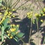 Yellow Pimpernel (Taenidia integerrima) - Jumbo Wildflower Seed Packet