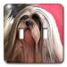 Dogs Lhasa Apsos - Lhasa Apsos Portrait - Light Switch Covers - double toggle switch Dogs Lhasa Apsos - Lhasa Apsos Portrait - Light Switch Covers - double toggle switch