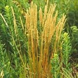 June Grass (Koeleria cristata) - Jumbo Wildflower Seed Packet