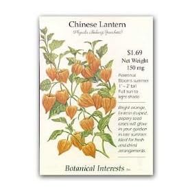 Chinese Lantern Heirloom Seeds 75 Seeds