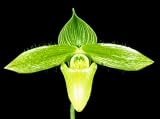 Paphiopedilum sukhakulii album x sukhukulii album 'Mendenhall' AM/AOS LIMIT ONE