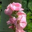 Kankakee Mallow (Iliamna remota) - Jumbo Wildflower Seed Packet