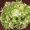 SUTTONS SEEDS: Organic Lettuce Ice King Seeds (220 seeds) Alan Titchmarsh Range