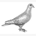 Pewter Pigeon Pin Badge or Brooch Gift for Scarf, Tie, Hat, Coat or Bag