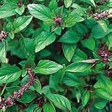 Organic Mexican Spice Cinnamon Basil 75 Seeds