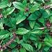 Organic Mexican Spice Cinnamon Basil 75 Seeds