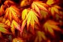 Orange Dream Japanese Maple 1 - Year Graft