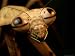 The Eyes and Mandibles of a Mantid Animals Photographic Poster Print by George Grall,...