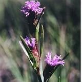 Dwarf Blazing Star (Liatris cylindracea) - Jumbo Wildflower Seed Packet