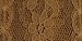 FLEXI-LACE HEM FACING 1-3/4 2-1/2 YARDS-GOLDENROD