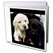labrador47  - Dogs Labrador Retriever Black and Yellow Lab Puppies
