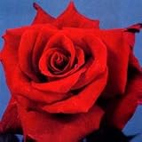 �n�C�u���b�h�e�B�[�F�~�X�^�[�����J�[����c[�o���c]